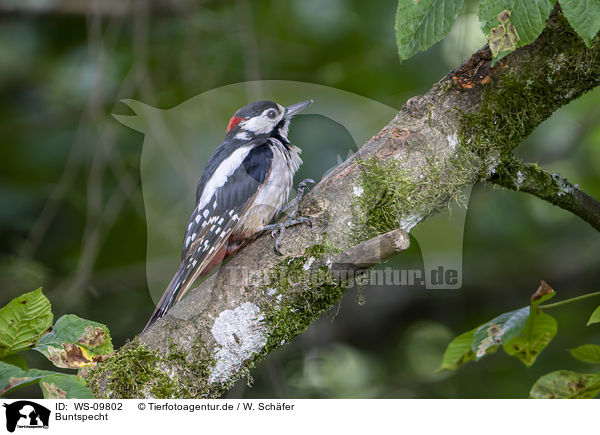 Buntspecht / great spotted woodpecker / WS-09802