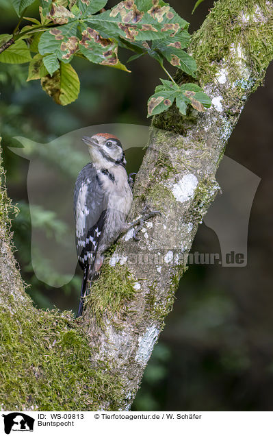 Buntspecht / great spotted woodpecker / WS-09813