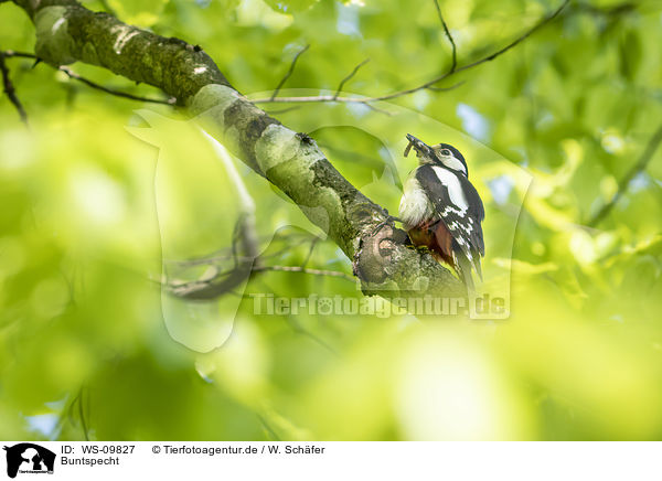 Buntspecht / great spotted woodpecker / WS-09827