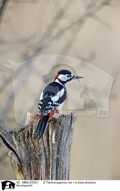 Buntspecht / great spotted woodpecker / MBS-25501