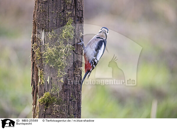 Buntspecht / great spotted woodpecker / MBS-25589