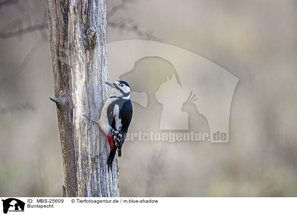 Buntspecht / great spotted woodpecker / MBS-25609