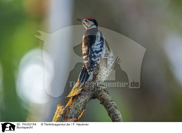 Buntspecht / great spotted woodpecker / FH-02154