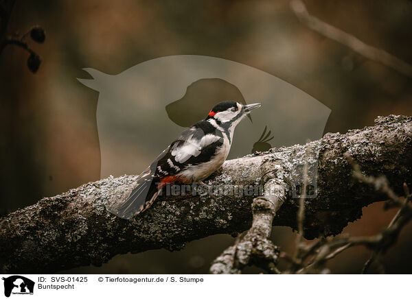 Buntspecht / great spotted woodpecker / SVS-01425