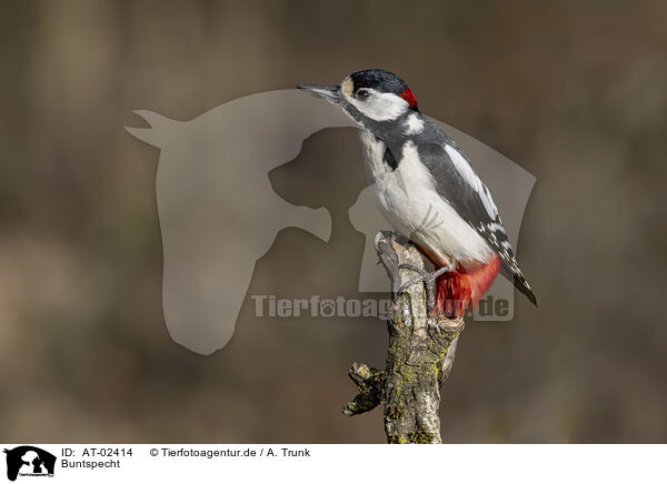 Buntspecht / great spotted woodpecker / AT-02414