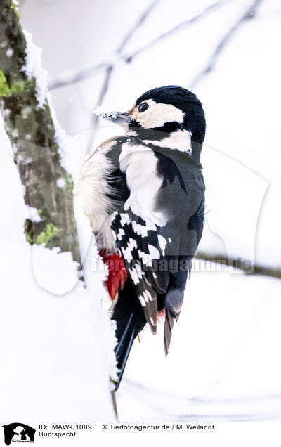 Buntspecht / great spotted woodpecker / MAW-01089