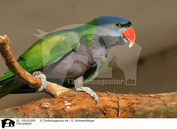 Chinasittich / Lord Derbys Parakeet / SS-00293