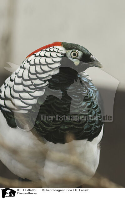 Diamantfasan / Chinese cooper pheasant / HL-04050