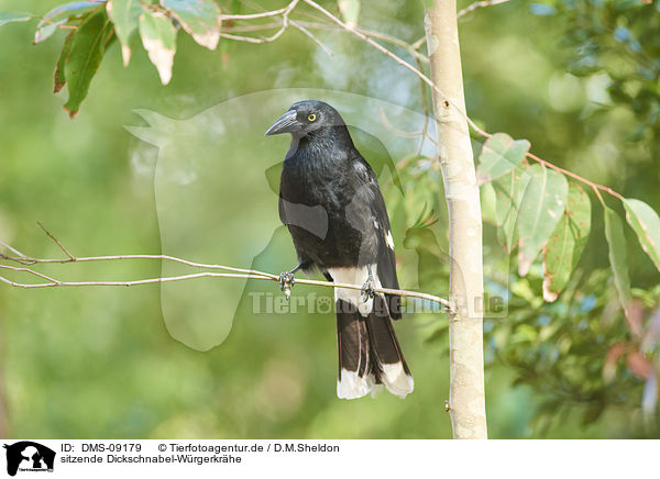 sitzende Dickschnabel-Wrgerkrhe / sitting Pied Currawong / DMS-09179