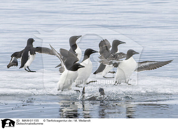 Dickschnabellumme / Thick-billed Murre / MAW-01155