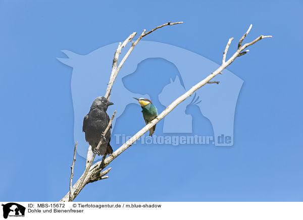 Dohle und Bienenfreser / jack daw and bee-eater / MBS-15672