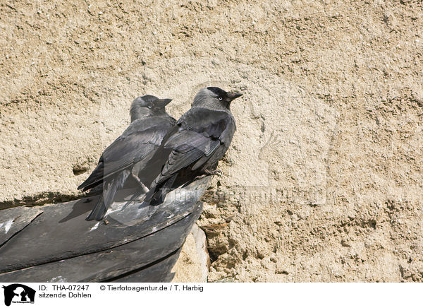 sitzende Dohlen / sitting Jackdaws / THA-07247