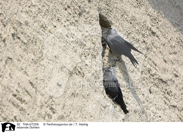 sitzende Dohlen / sitting Jackdaws / THA-07258