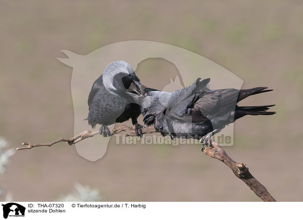 sitzende Dohlen / sitting Jackdaws / THA-07320