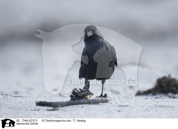 stehende Dohle / standing Jackdaw / THA-07371