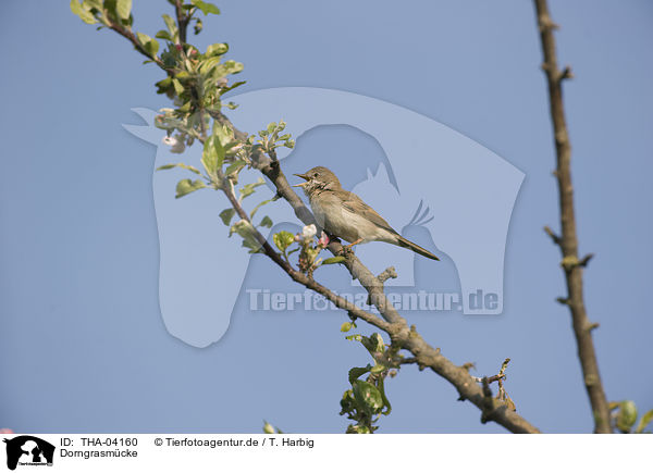 Dorngrasmcke / common whitethroat / THA-04160