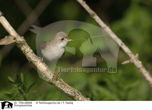 Dorngrasmcke / Whitethroat / THA-08699