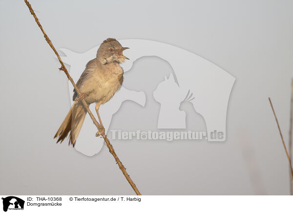 Dorngrasmcke / greater whitethroat / THA-10368