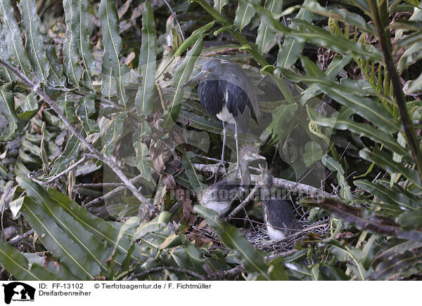 Dreifarbenreiher / Louisiana tricolored heron / FF-13102