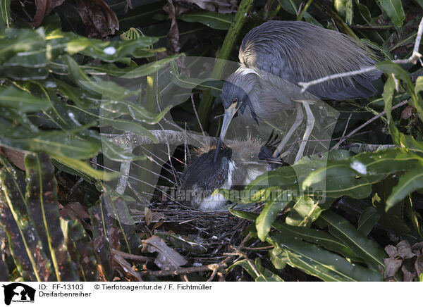 Dreifarbenreiher / Louisiana tricolored heron / FF-13103