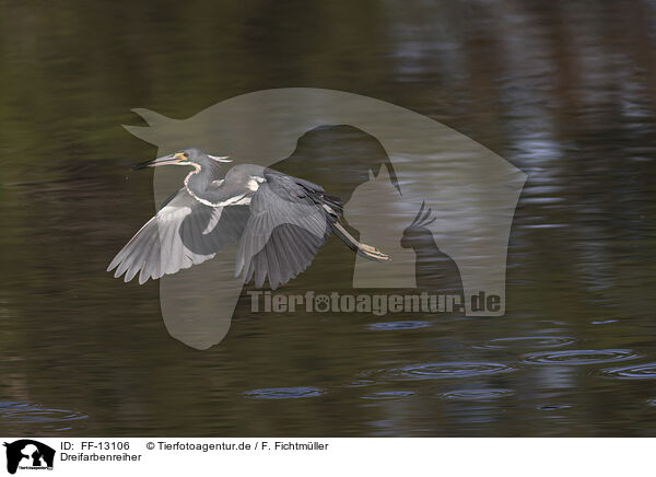 Dreifarbenreiher / Louisiana tricolored heron / FF-13106