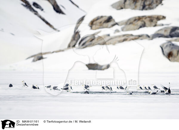 Dreizehenmwe / black-legged kittiwake / MAW-01161