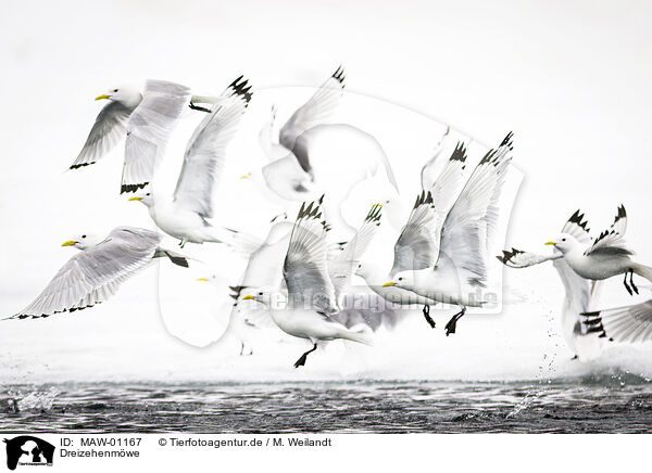 Dreizehenmwe / black-legged kittiwake / MAW-01167