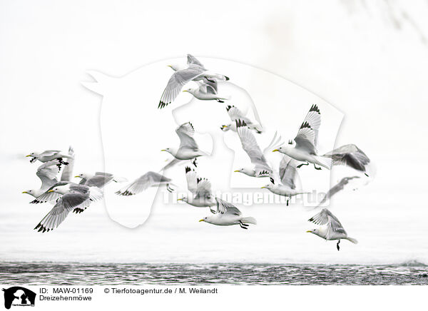 Dreizehenmwe / black-legged kittiwake / MAW-01169