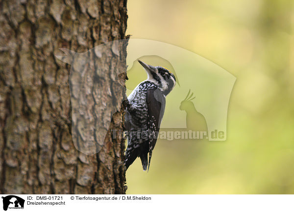 Dreizehenspecht / three-toed woodpecker / DMS-01721
