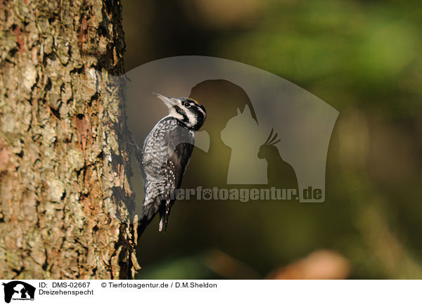 Dreizehenspecht / three-toed woodpecker / DMS-02667