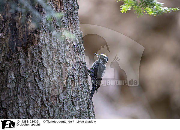 Dreizehenspecht / Three-toed Woodpecker / MBS-22635