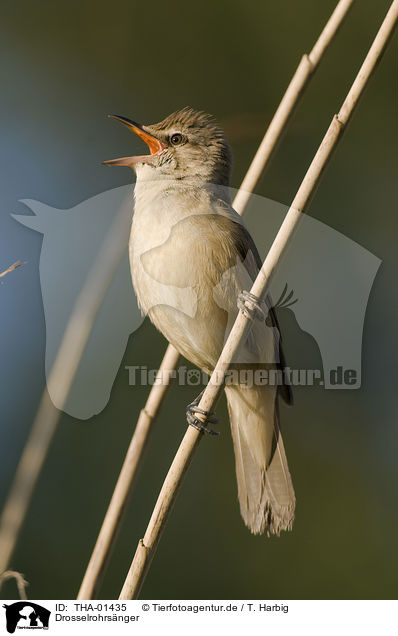 Drosselrohrsnger / great reed warbler / THA-01435