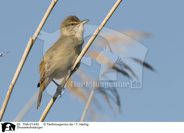 Drosselrohrsnger / great reed warbler / THA-01440