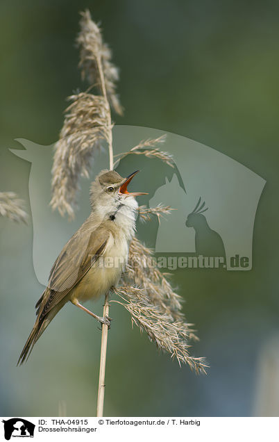 Drosselrohrsnger / great reed warbler / THA-04915