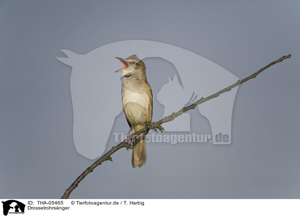 Drosselrohrsnger / great reed warbler / THA-05465