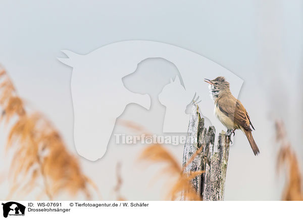 Drosselrohrsnger / great reed warbler / WS-07691