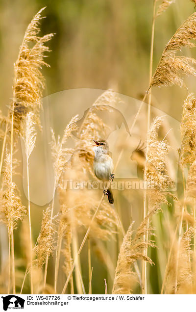 Drosselrohrsnger / great reed warbler / WS-07726