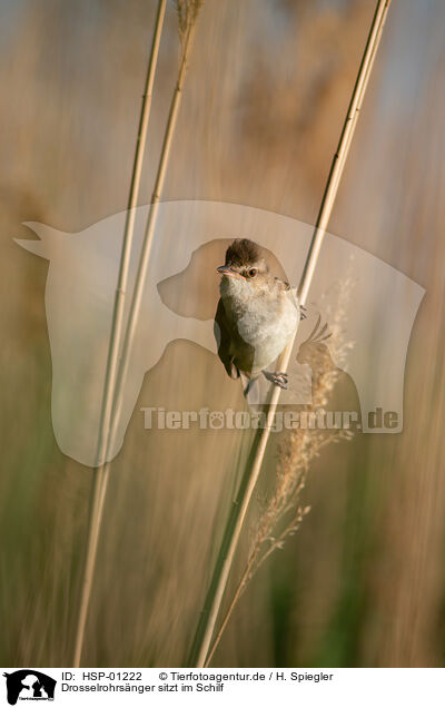 Drosselrohrsnger sitzt im Schilf / Great Reed Warbler sits in the reeds / HSP-01222