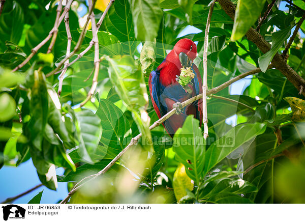 Edelpapagei / eclectus parrot / JR-06853