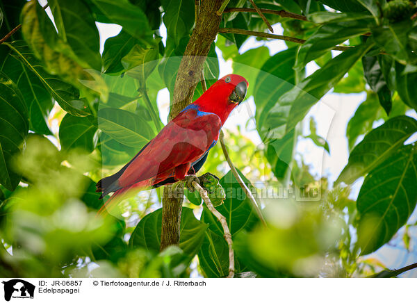 Edelpapagei / eclectus parrot / JR-06857