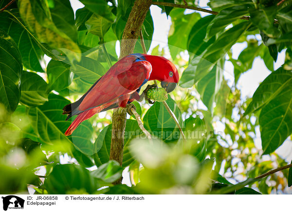 Edelpapagei / eclectus parrot / JR-06858