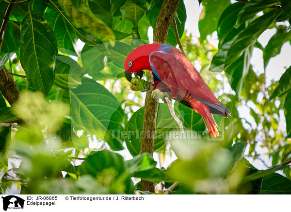 Edelpapagei / eclectus parrot / JR-06865