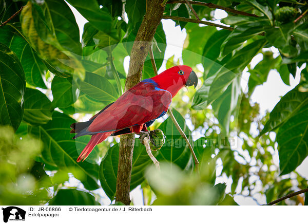 Edelpapagei / eclectus parrot / JR-06866