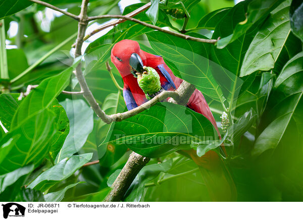 Edelpapagei / eclectus parrot / JR-06871