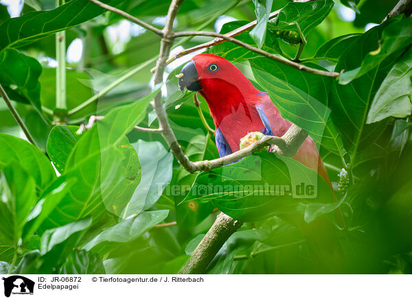 Edelpapagei / eclectus parrot / JR-06872