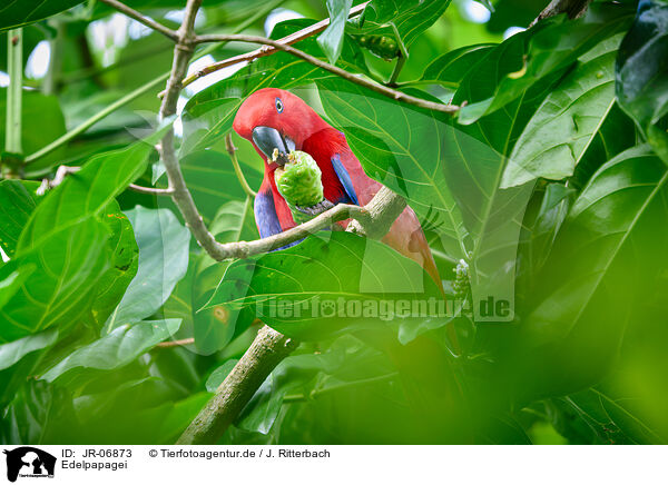 Edelpapagei / eclectus parrot / JR-06873