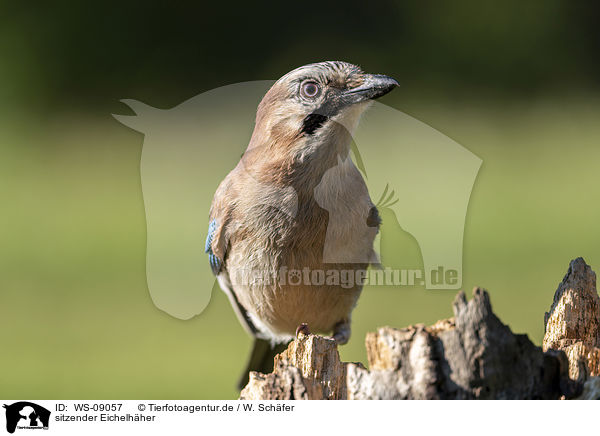 sitzender Eichelhher / sitting Eurasian Jay / WS-09057