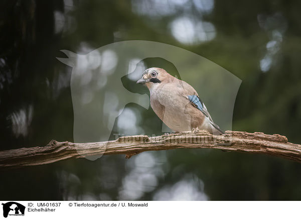 Eichelhher / Eurasian Jay / UM-01637