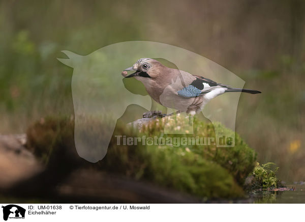 Eichelhher / Eurasian Jay / UM-01638