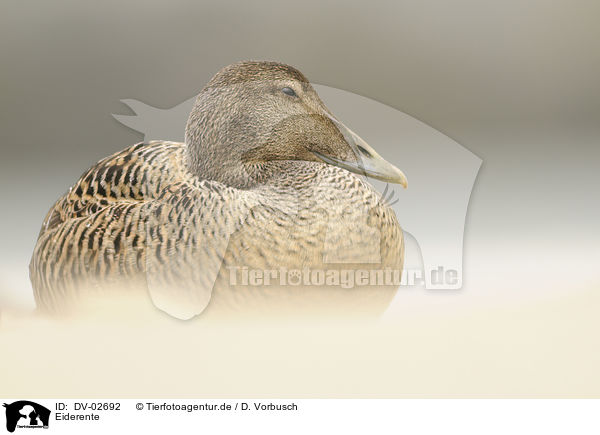 Eiderente / common eider duck / DV-02692